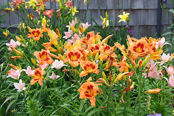 Daylily plants