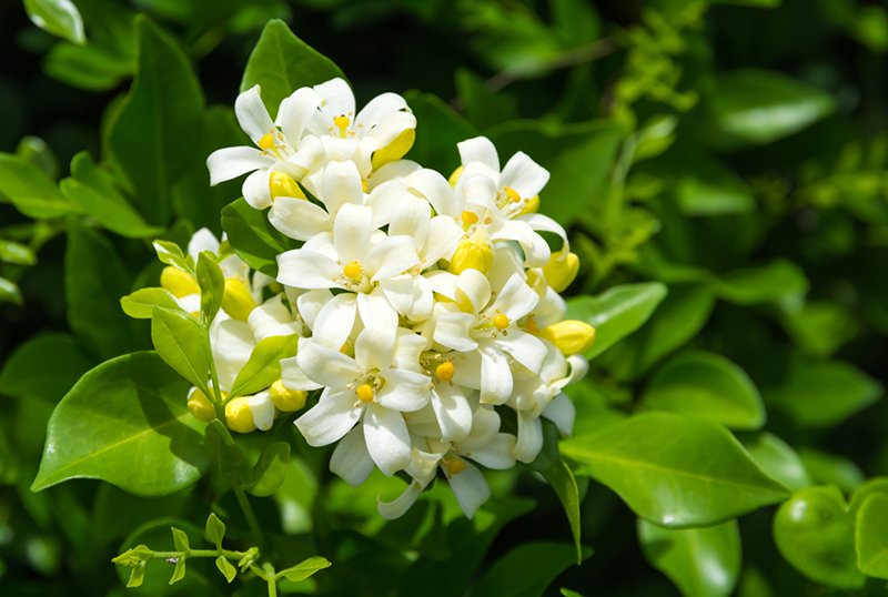 Jasmine flower