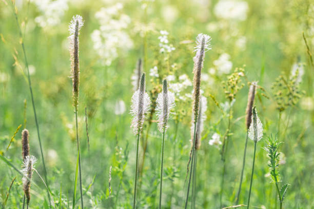 Plantain blossoming flower outdoor