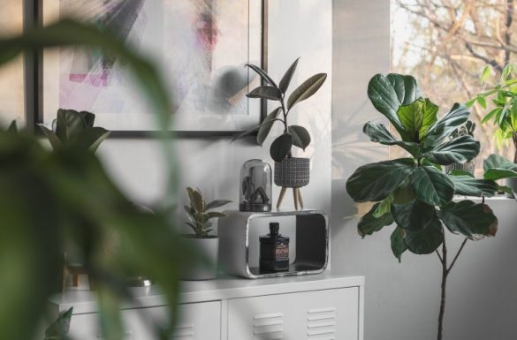 A guide to thriving fiddle leaf figs