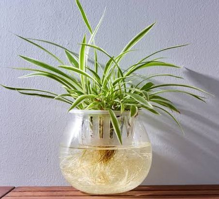 Spider Plant 